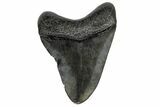 Fossil Megalodon Tooth - South Carolina #170453-2
